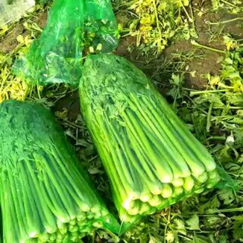 法国皇后芹菜60cm以上