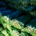 法国皇后芹菜60cm以上