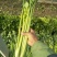 法国皇后芹菜60cm以上