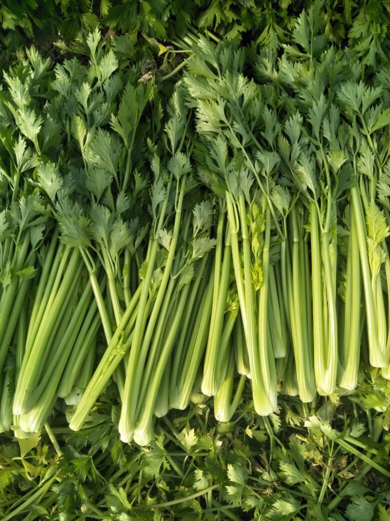法国皇后芹菜60cm以上