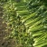 法国皇后芹菜60cm以上