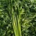 法国皇后芹菜60cm以上