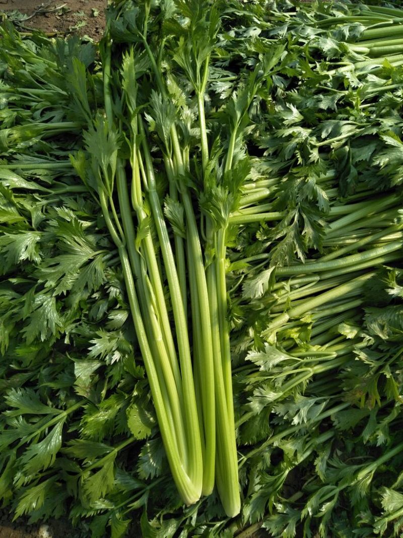 法国皇后芹菜60cm以上