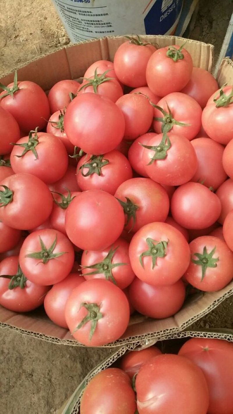 硬粉西红柿精品硬粉弧二以上