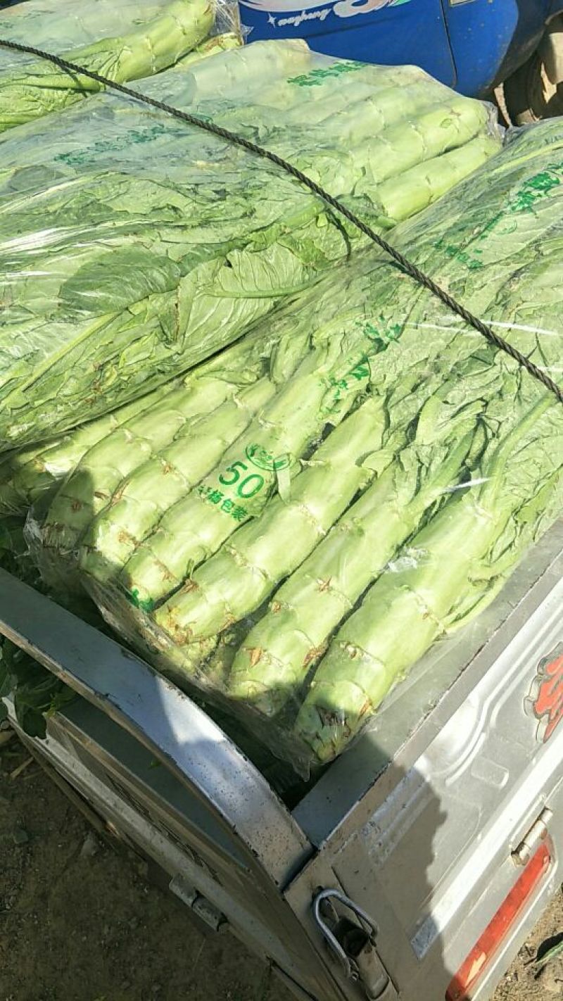 河北省唐山市滦南县精品8398晚甘蓝