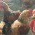 麻鸡6月以下