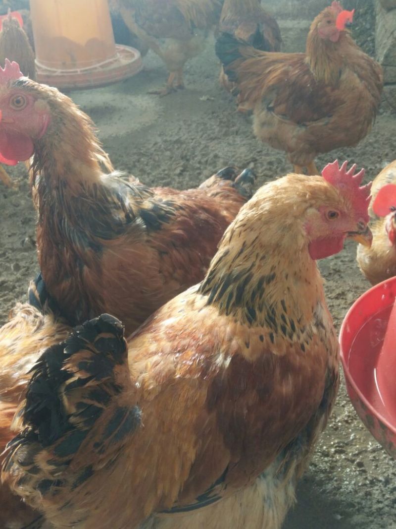 麻鸡6月以下