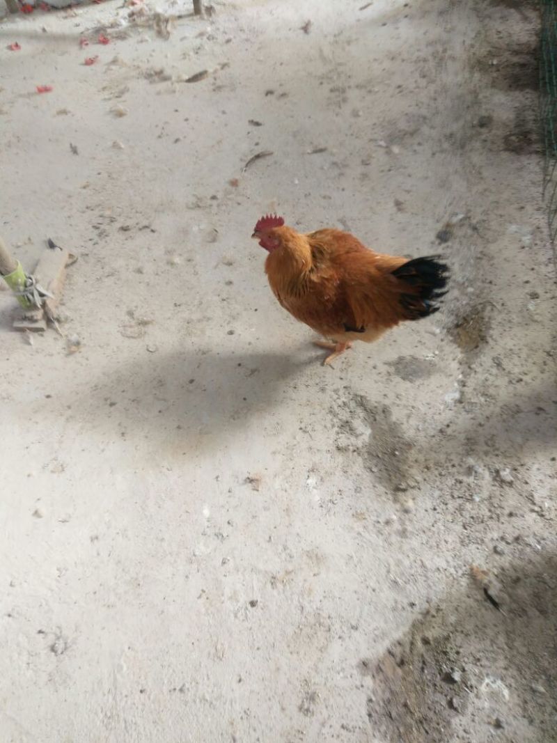 麻鸡6月以下