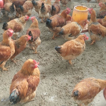 麻鸡6月以下