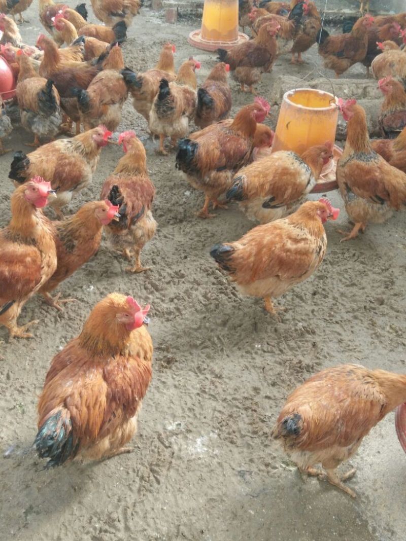 麻鸡6月以下