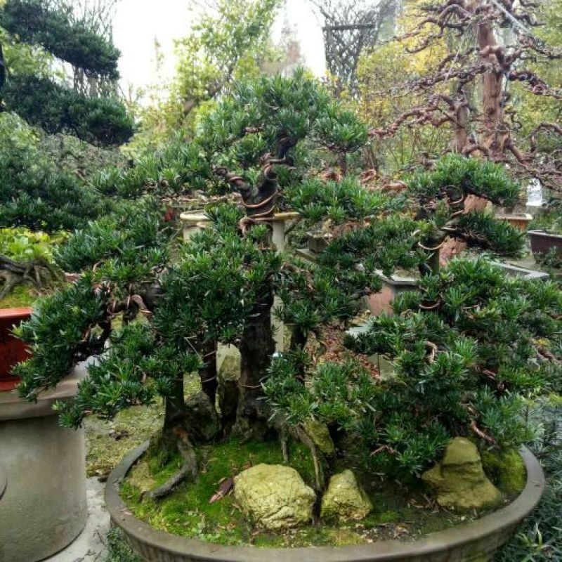 罗汉松盆景含盆