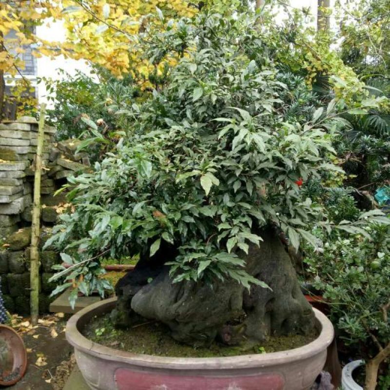 罗汉松盆景含盆