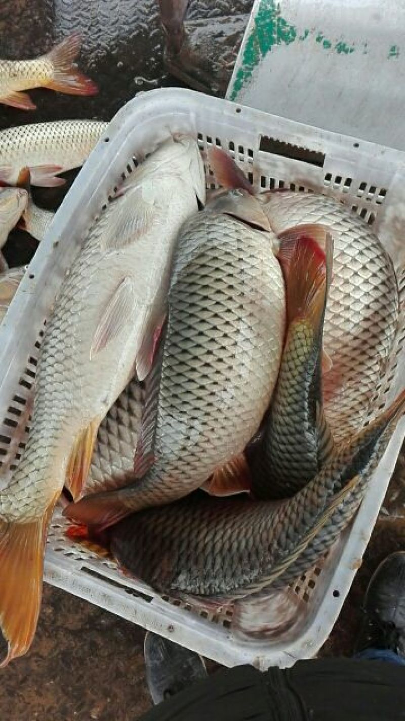 河鲤鱼食用1~2公斤