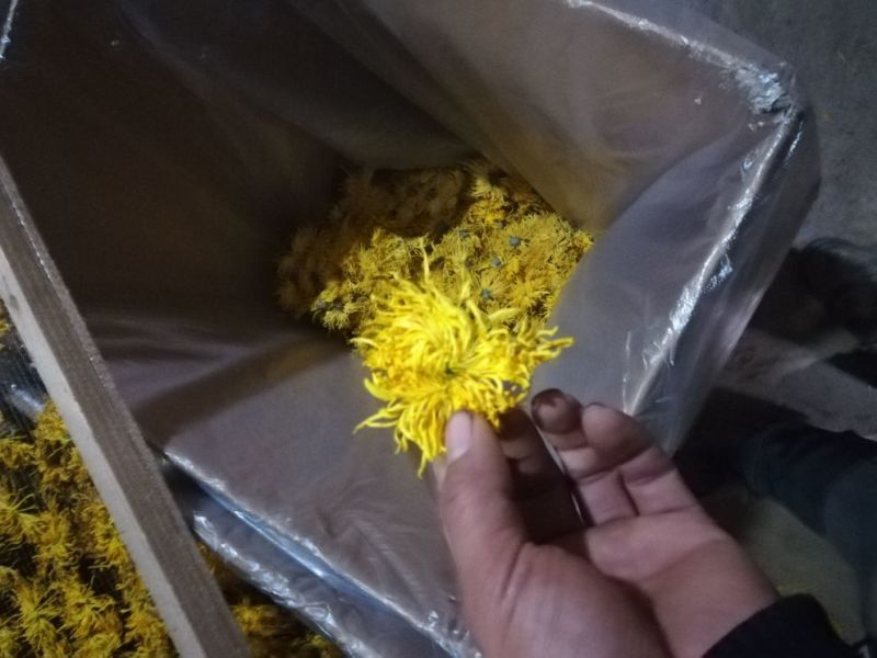 药用菊花散装