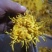 药用菊花散装