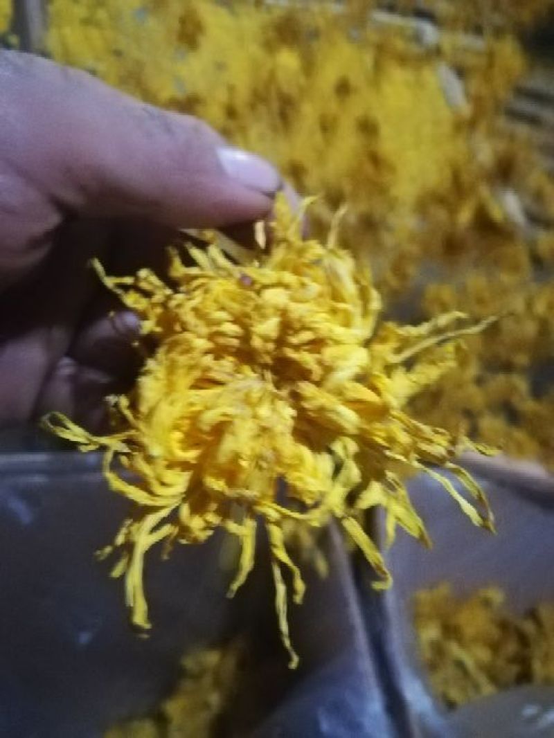 药用菊花散装