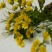 野菊花散装