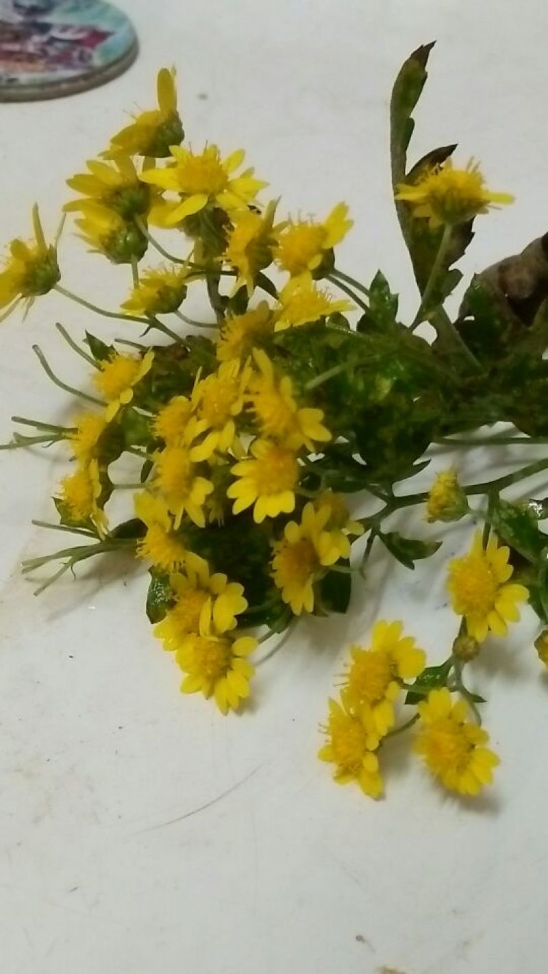 野菊花散装