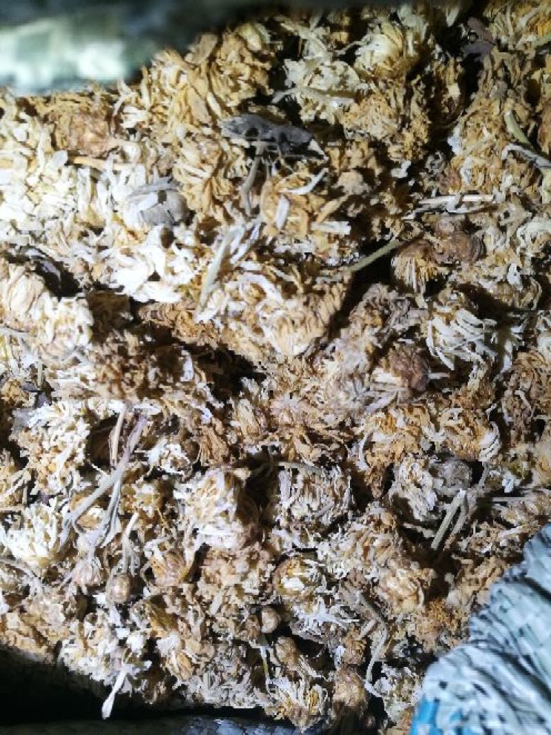 药用菊花散装