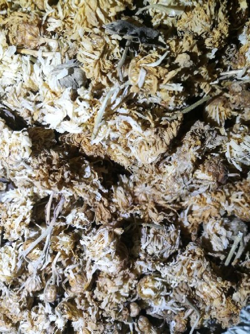 药用菊花散装