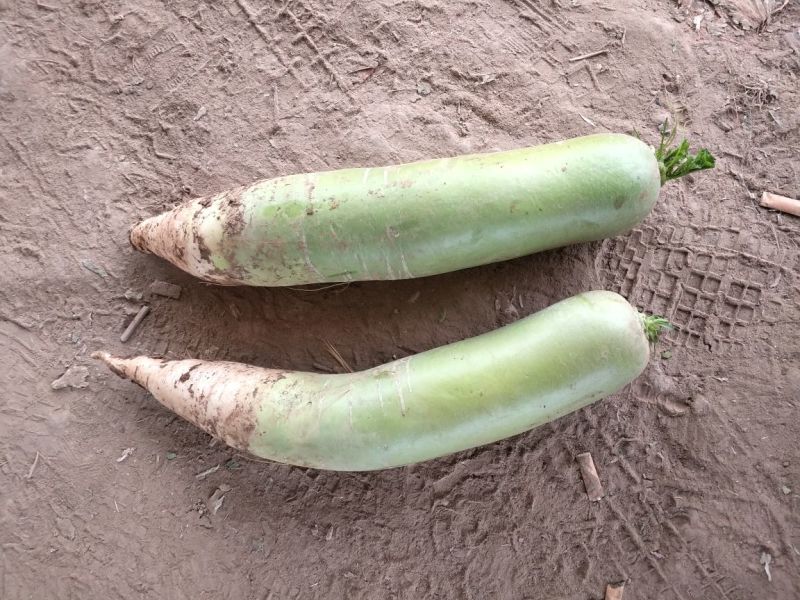 精品青萝卜质量好颜色绿个头均匀1.5~2斤起