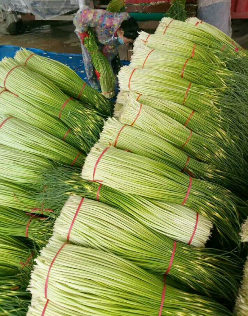 白帽蒜薹万亩蒜苔收货市场日供货100吨架子库遇冷