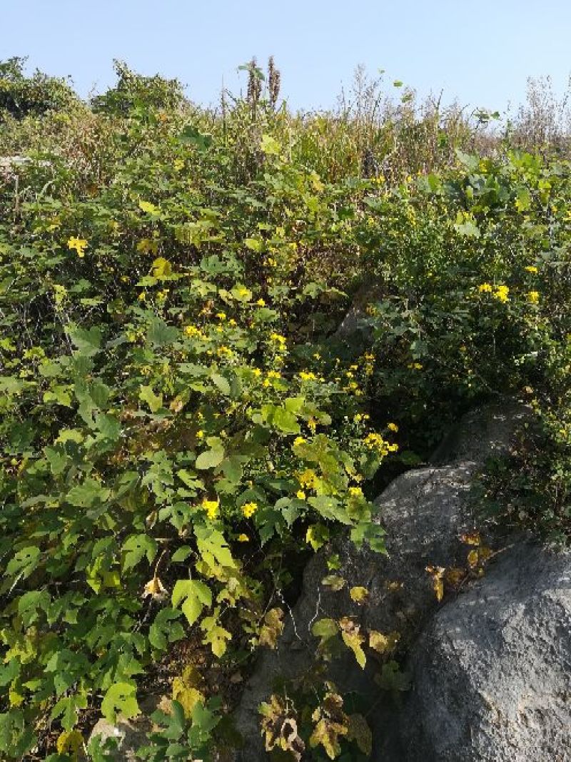 野菊花散装