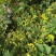 野菊花散装