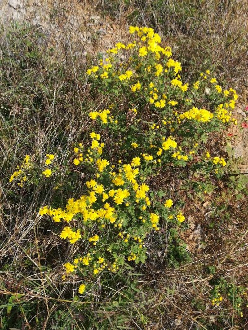 野菊花散装