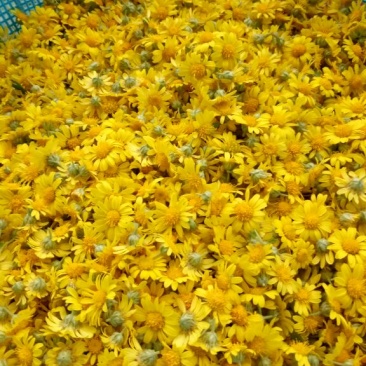 野菊花散装