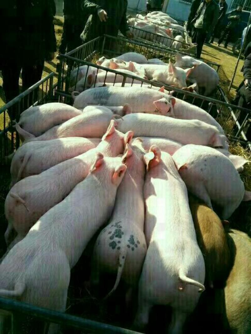 二元三元仔猪供应30~50斤货源充足猪场看猪