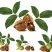 核桃25~30mm去皮干
