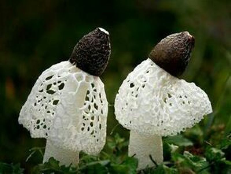 竹荪二级