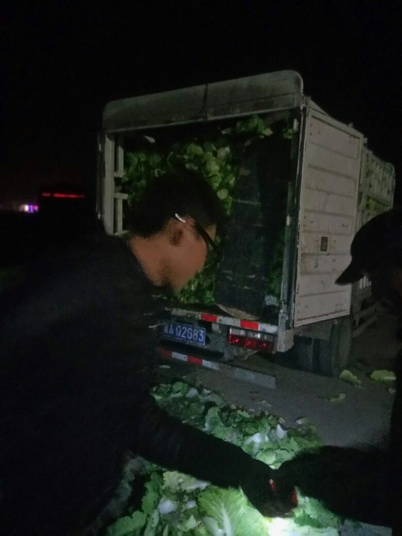 北京三号白菜4~6斤净菜产地直发欢迎来电洽谈合作