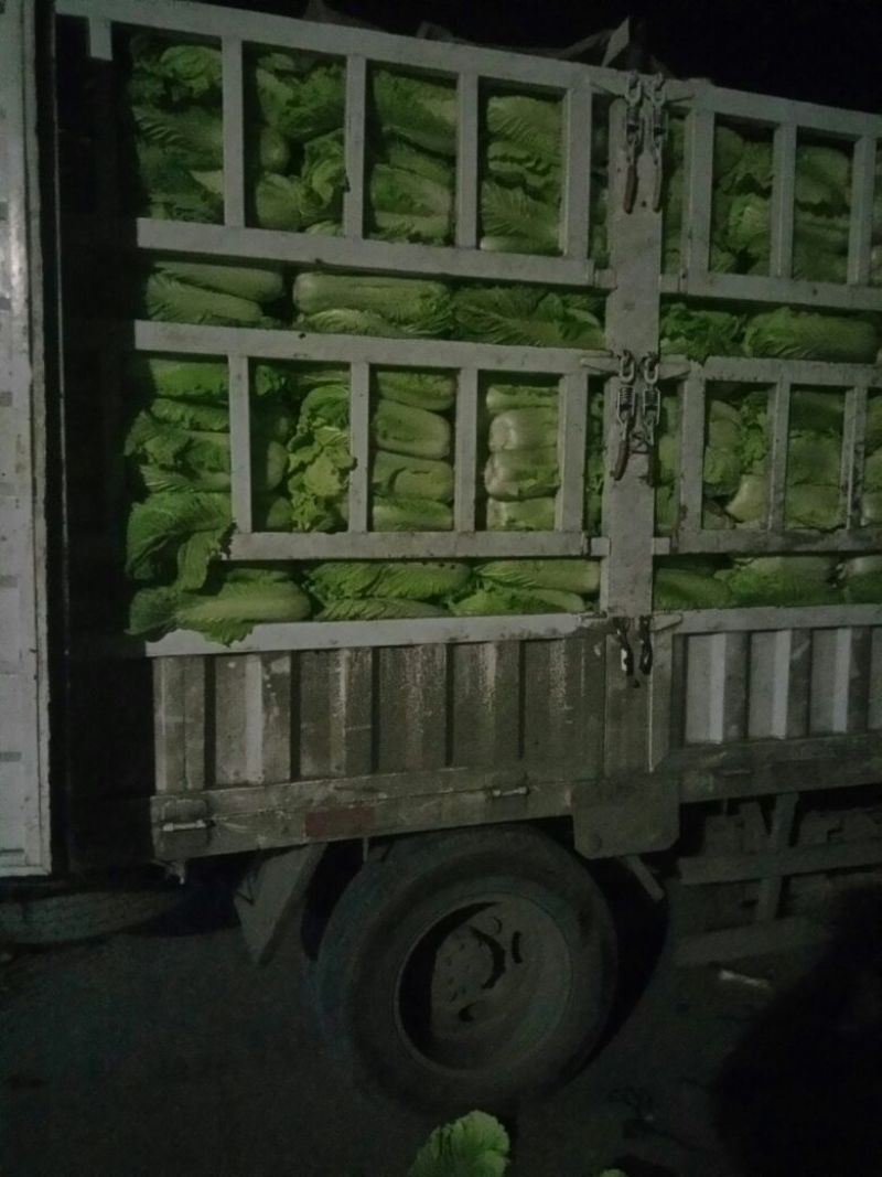 北京三号白菜4~6斤净菜产地直发欢迎来电洽谈合作