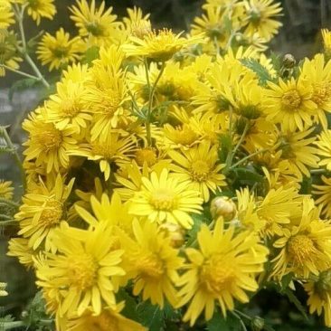 野菊花散装