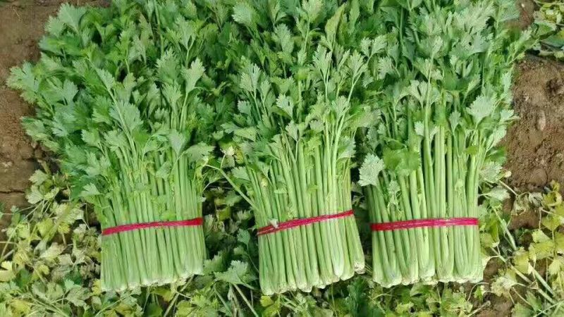 【精品批发】安徽芹菜大，中，小棵，高度60左右，当天发货