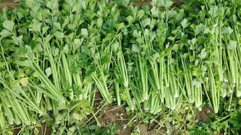 【精品批发】安徽芹菜大，中，小棵，高度60左右，当天发货