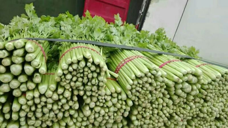 【精品批发】安徽芹菜大，中，小棵，高度60左右，当天发货