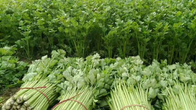 【精品批发】安徽芹菜大，中，小棵，高度60左右，当天发货