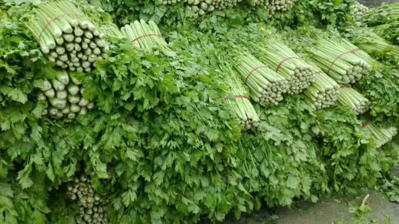 【精品批发】安徽芹菜大，中，小棵，高度60左右，当天发货