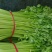 【精品批发】安徽芹菜大，中，小棵，高度60左右，当天发货