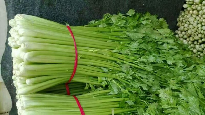 【精品批发】安徽芹菜大，中，小棵，高度60左右，当天发货