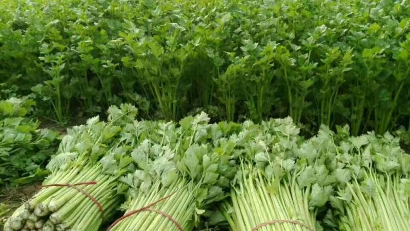 【精品批发】安徽芹菜大，中，小棵，高度60左右，当天发货