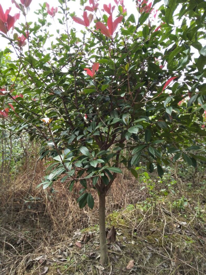 红叶石楠苗20~30cm