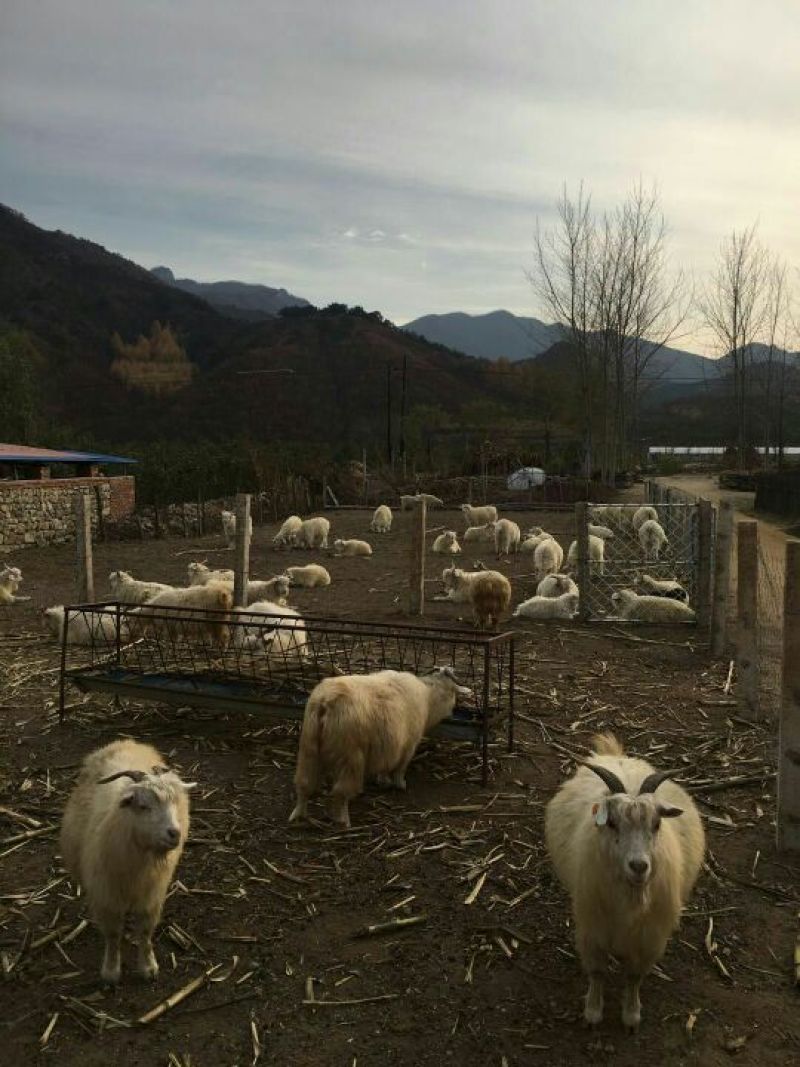 辽宁盖州绒山羊，小烤羊，菜公羊，淘汰大母羊，羯羊