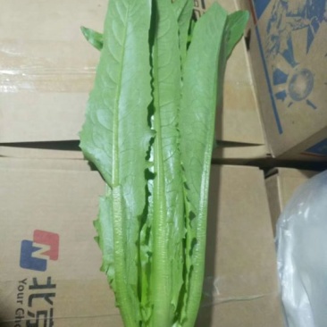 美冠25~30cm以上