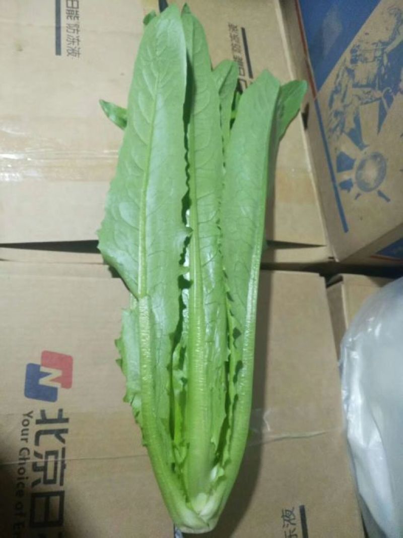 美冠25~30cm以上