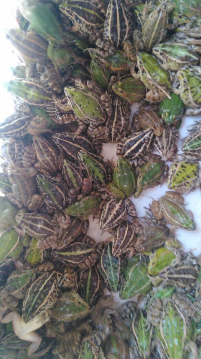 青蛙食用可零售，批发，