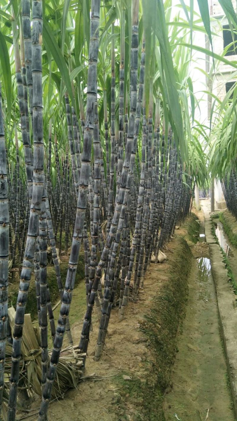 黑皮甘蔗6~8斤6~8cm2.5~3米
